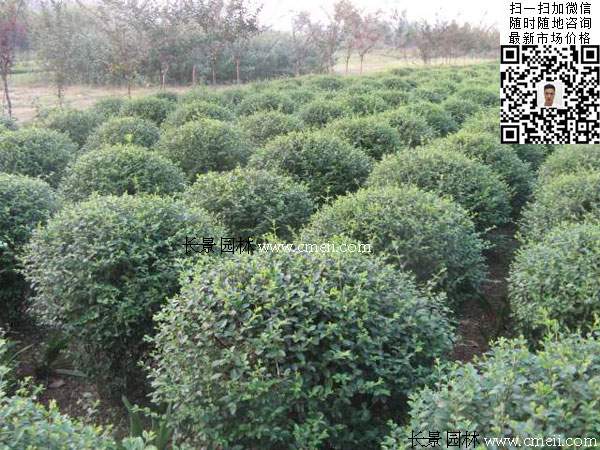 180~200公分小葉女貞球價格_報(bào)價