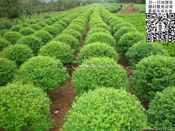 180~200公分小葉女貞球價格_報(bào)價