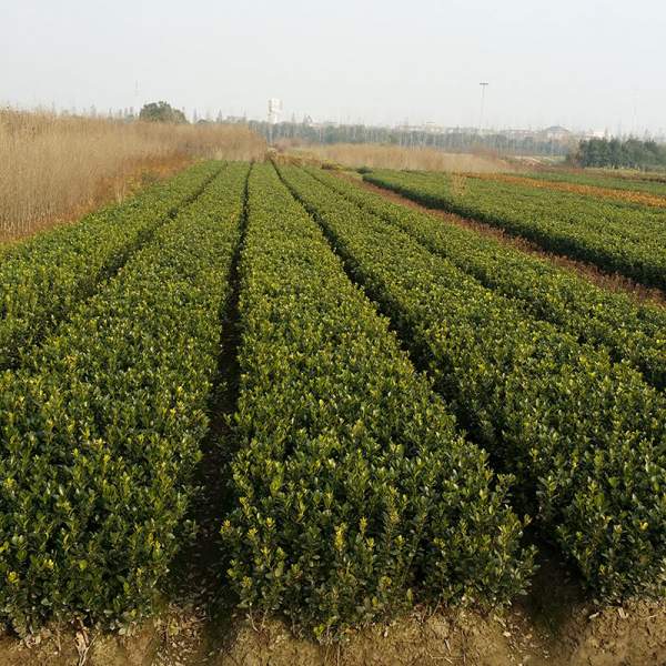 沭陽大葉黃楊基地 沭陽大葉黃楊基地