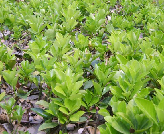 40公分大葉黃楊價格 40公分大葉黃楊價格