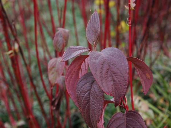 紅瑞木扦插繁育技術(shù)要點(diǎn)