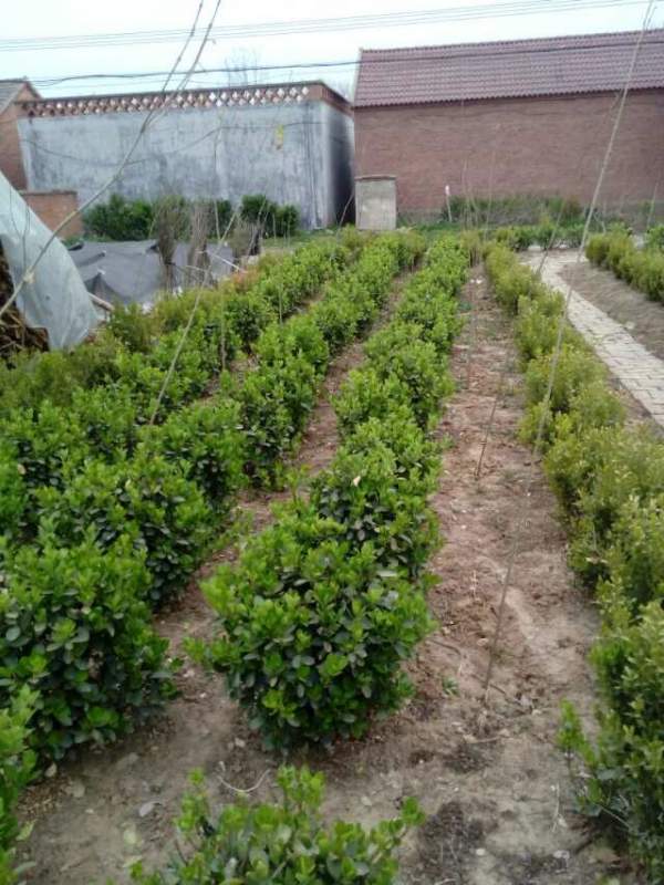 出售冠幅1米大葉黃楊毛球 出售冠幅1米大葉黃楊毛球