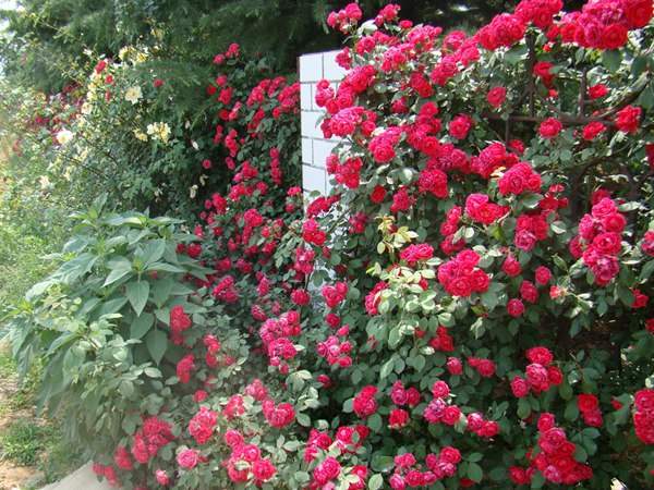 哪里有薔薇花苗賣？薔薇花苗批發(fā)