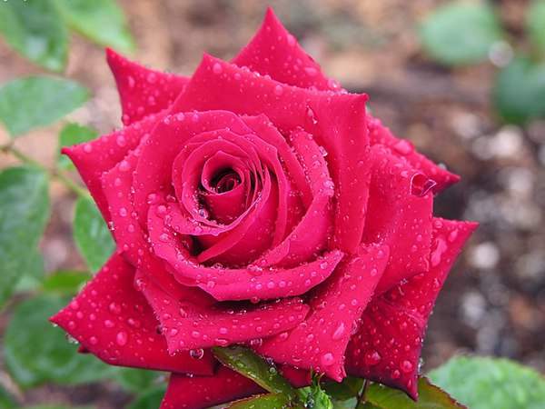 哪里有薔薇花苗賣？薔薇花苗批發(fā)