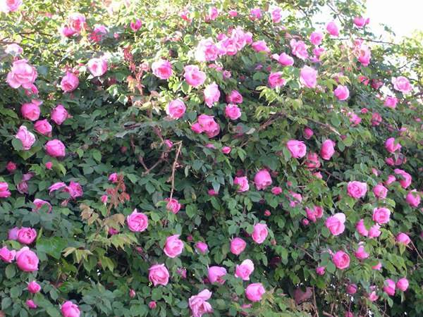 哪里有薔薇花苗賣？薔薇花苗批發(fā)