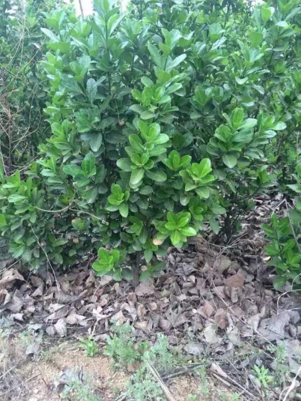 河南大葉黃楊苗 河南大葉黃楊苗