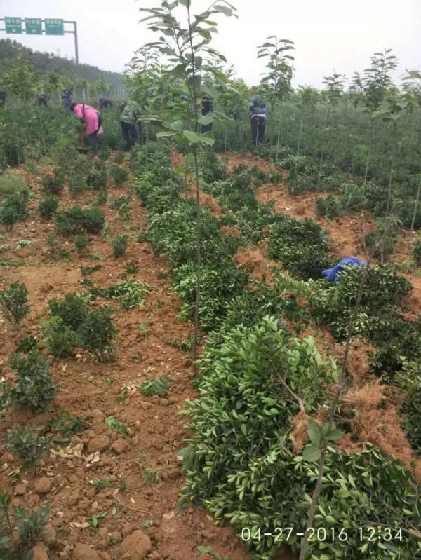 河南大葉黃楊苗 河南大葉黃楊苗