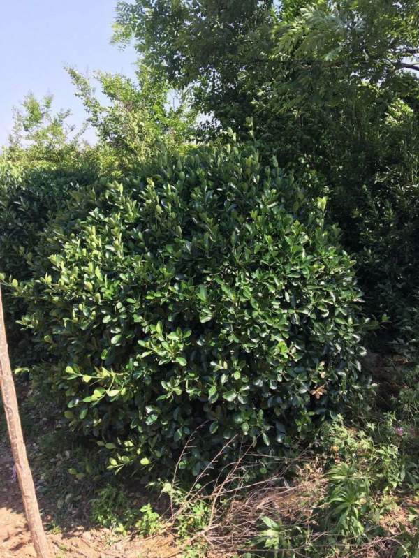 大葉黃楊球 大葉黃楊球