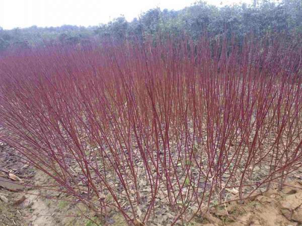 紅瑞木可以用來做綠籬嗎？