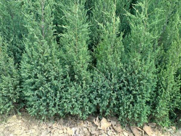 刺柏產區都有哪些地方？