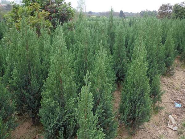 刺柏產區都有哪些地方？