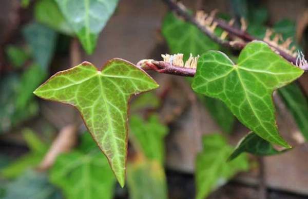 花葉日本常春藤 花葉日本常春藤