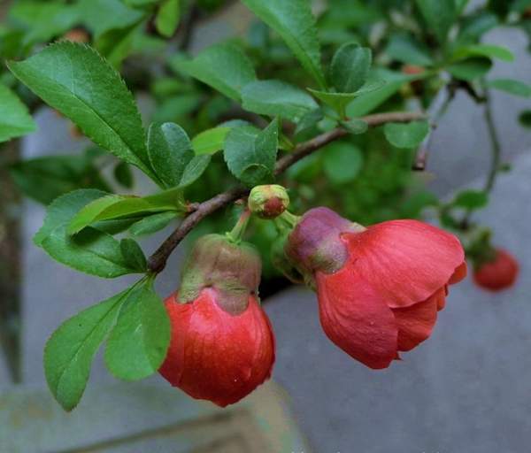 日本貼梗海棠 日本貼梗海棠