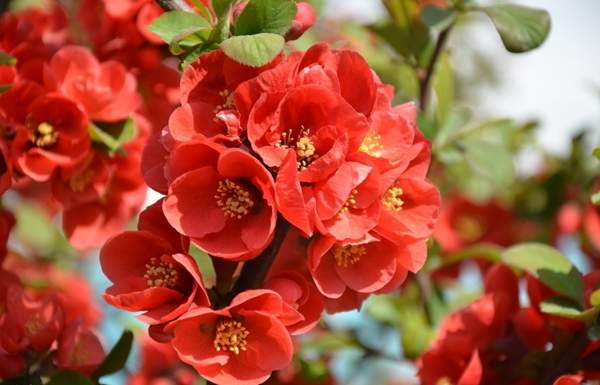 日本貼梗海棠花 日本貼梗海棠花