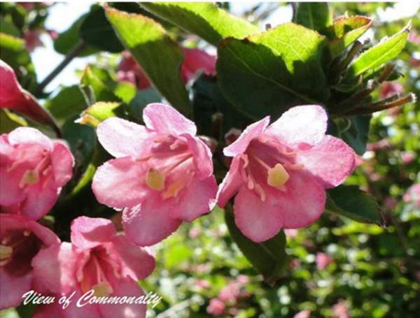 毛葉錦帶-長(zhǎng)景園林