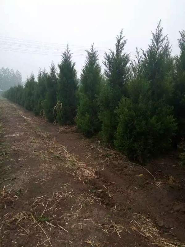 高度2.7米2.8米3米蜀檜價格優惠 高度2.7米2.8米3米蜀檜價格優惠