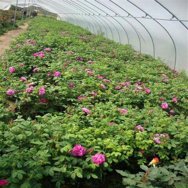 物美價廉的食用玫瑰在哪買？