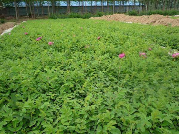 物美價廉的食用玫瑰在哪買？