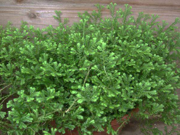 藍(lán)地柏 藍(lán)地柏