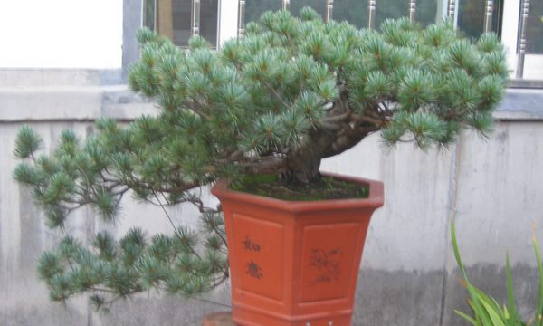 五針?biāo)稍煨?/> </p><p>
	五針?biāo)芍仓贻^矮，生長緩慢，葉短枝密，姿態(tài)高雅，樹形優(yōu)美，是制作盆景的上乘樹種，制作出的五針?biāo)傻脑煨颓ё税賾B(tài)，觀賞性非常好。</p>
      </div>

</div>
<div   id=