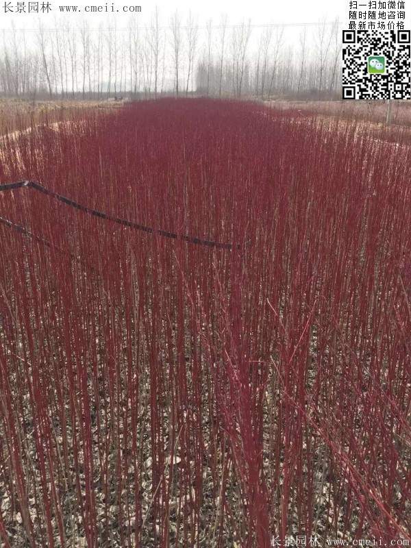 紅瑞木基地--長(zhǎng)景園林