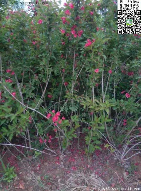 紅王子錦帶 紅王子錦帶