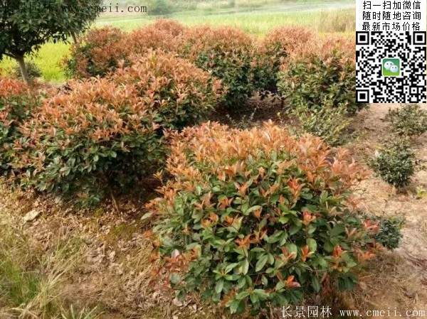 紅葉石楠--長景園林