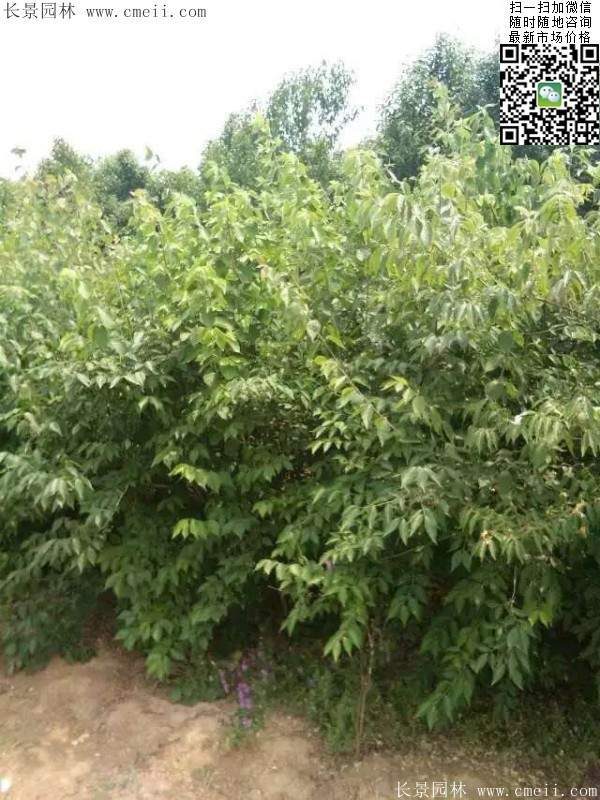 金銀木只要看一眼就迷上了，不信你就看看