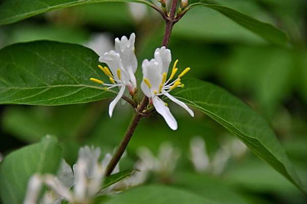 金銀木只要看一眼就迷上了，不信你就看看