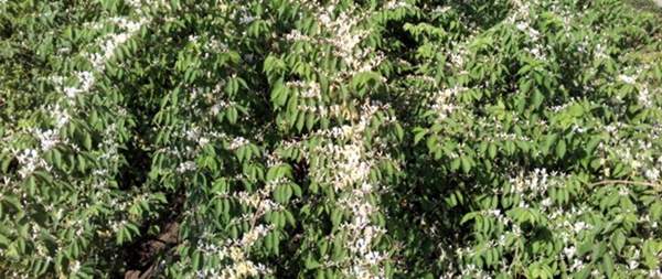 金銀木只要看一眼就迷上了，不信你就看看