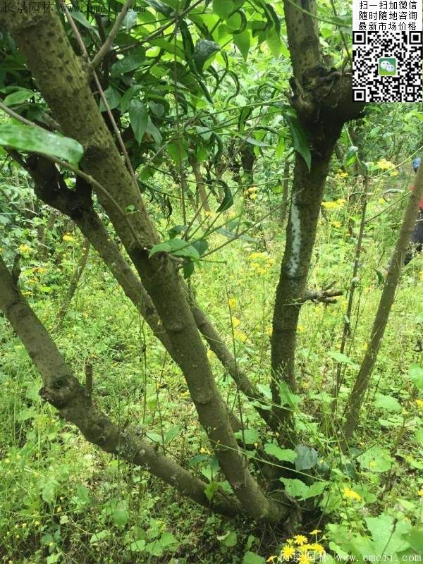 臘梅樹