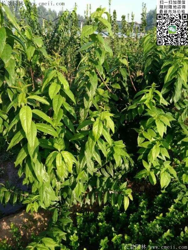 沭陽臘梅基地