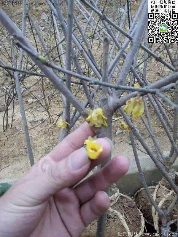 好臘梅