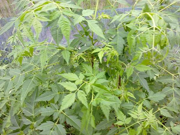 苦楝苗，苦楝樹