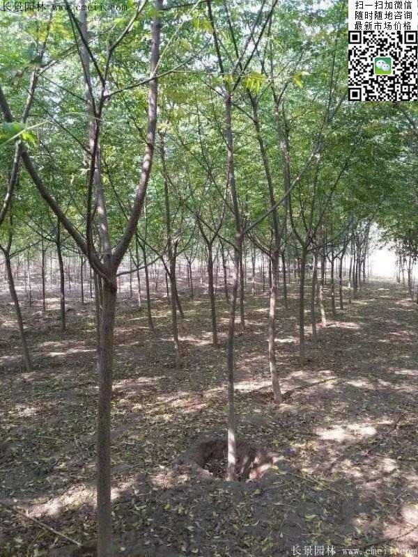 苦楝苗，苦楝樹