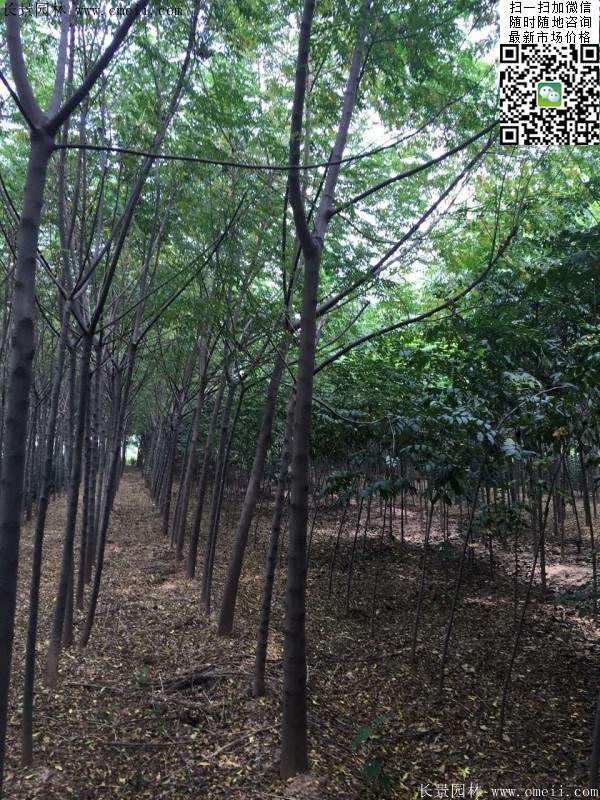 苦楝苗，苦楝樹