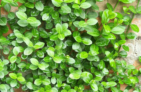 衛(wèi)矛--長景園林 衛(wèi)矛--長景園林