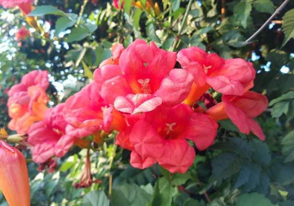 美國凌霄花