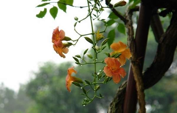 凌霄花行情