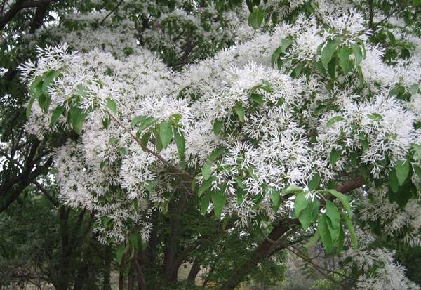 金牌流蘇樹(shù)