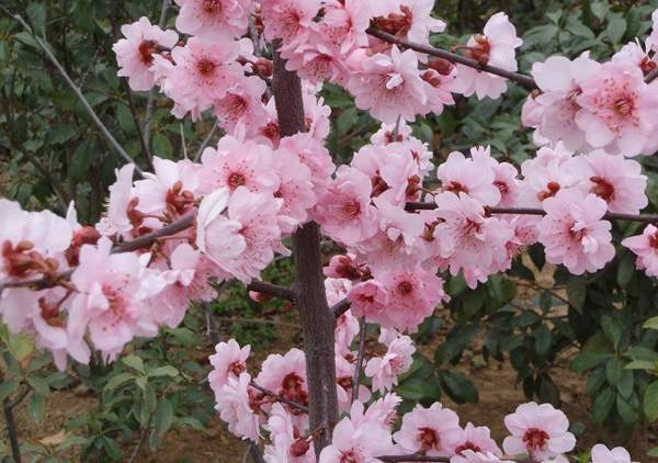 美人梅規(guī)格