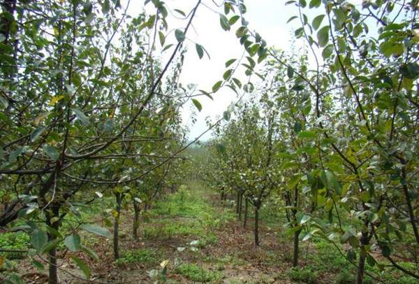 木瓜樹綠化、經濟價值 木瓜樹綠化、經濟價值