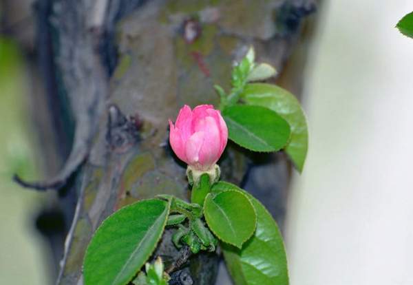 木瓜樹(shù)品種