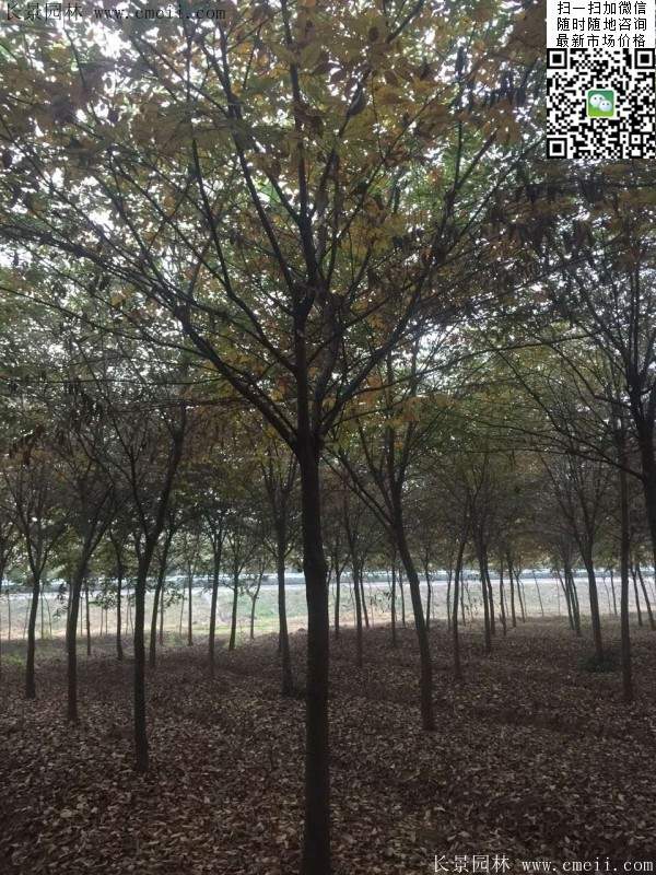 便宜的櫸樹(shù)