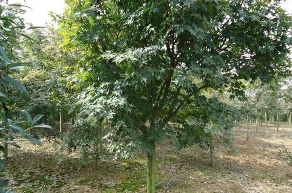 沭陽青楓樹的價格