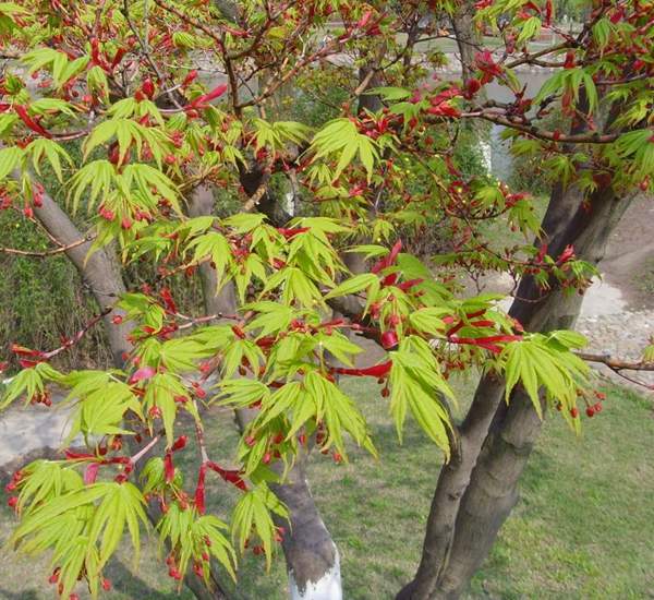 沭陽(yáng)青楓樹(shù)