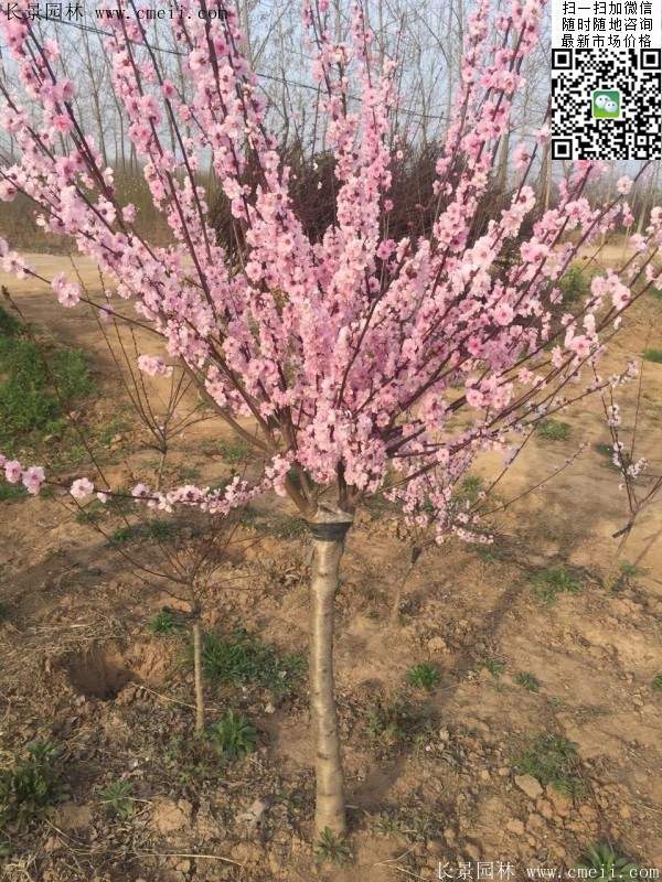 沭陽榆葉梅的價(jià)格