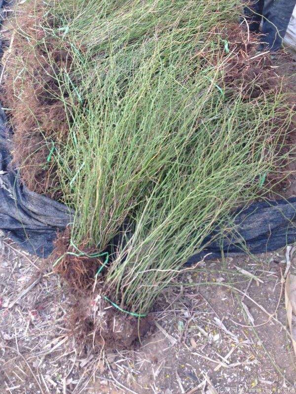 2016沭陽(yáng)的棣棠價(jià)格