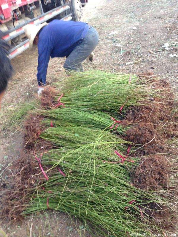 2016沭陽(yáng)的棣棠價(jià)格