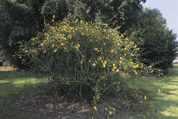 2016沭陽(yáng)的棣棠價(jià)格